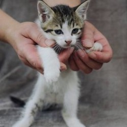 Котенок Белочка - фото 3