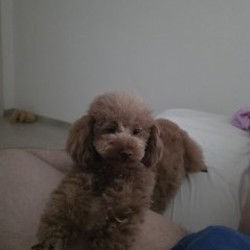Камера Insta360 go3s - фото 2