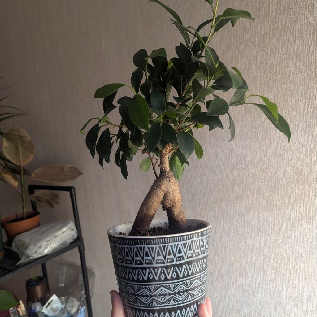 Фикус Бонсай с горшком
