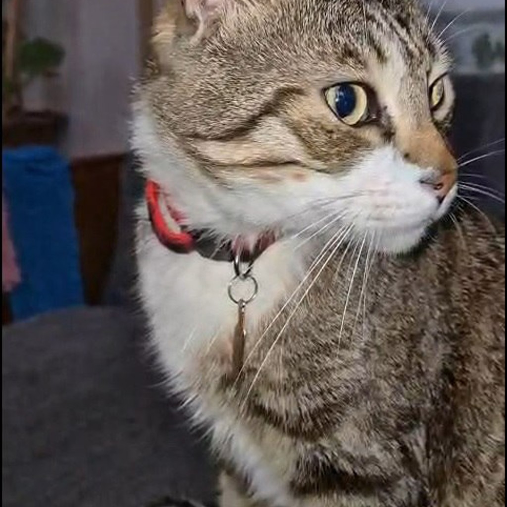Пропавший кот Макс