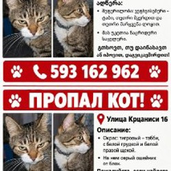 Пропавший кот Макс - фото 2