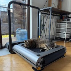 Беговая дорожка Xiaomi Kingsmith WalkingPad Treadmil - фото 2