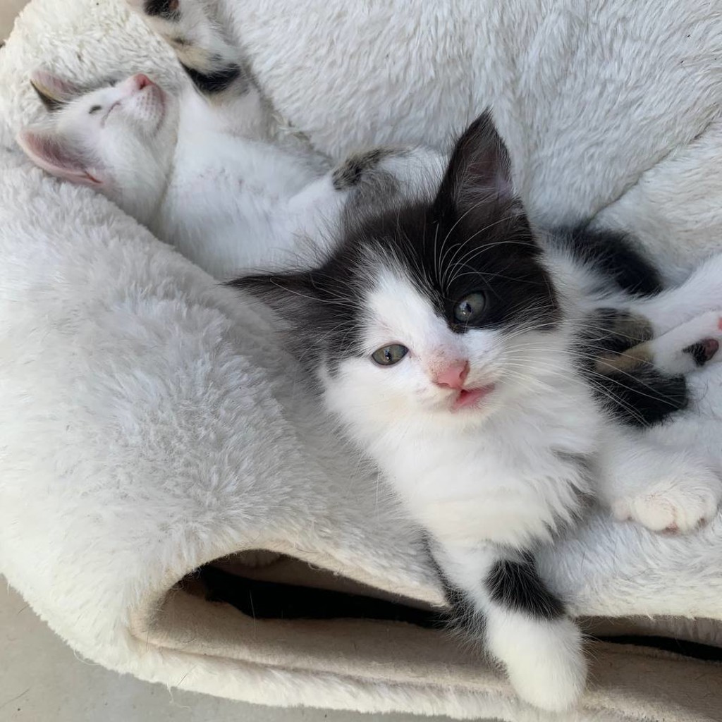 Котенок Иван