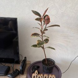 Драцена - фото 2