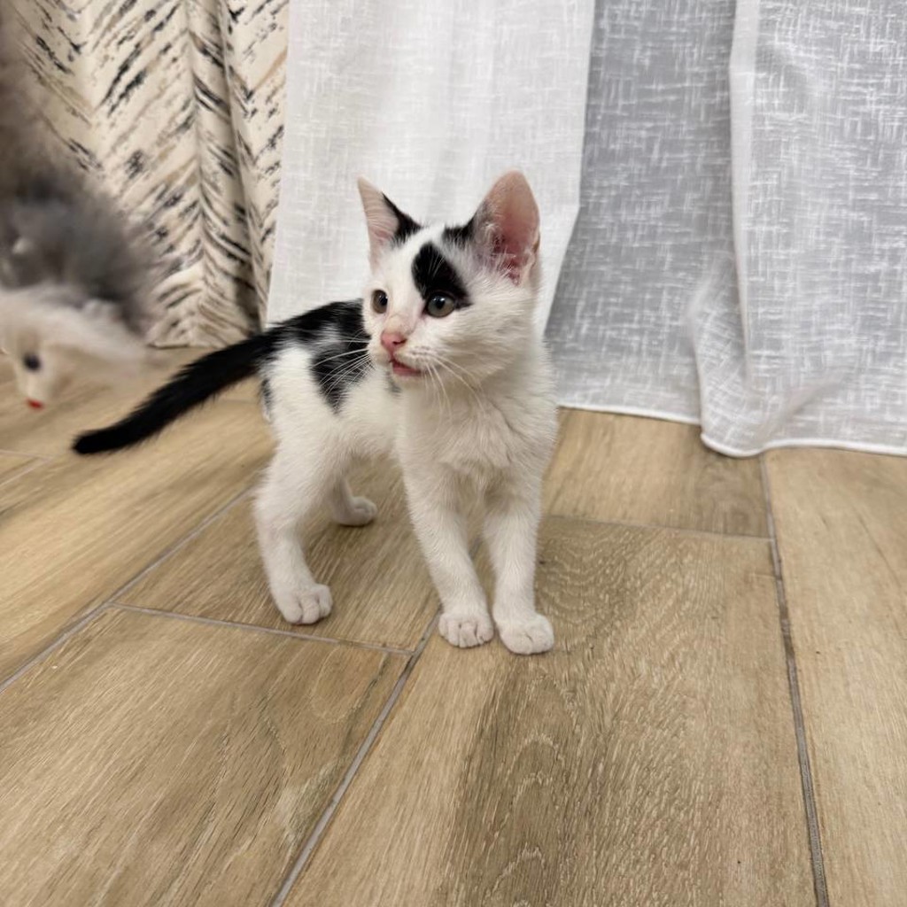 Котенок Патч