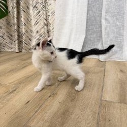 Котенок Патч - фото 2