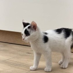 Котенок Патч - фото 3