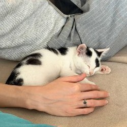 Котенок Патч - фото 4