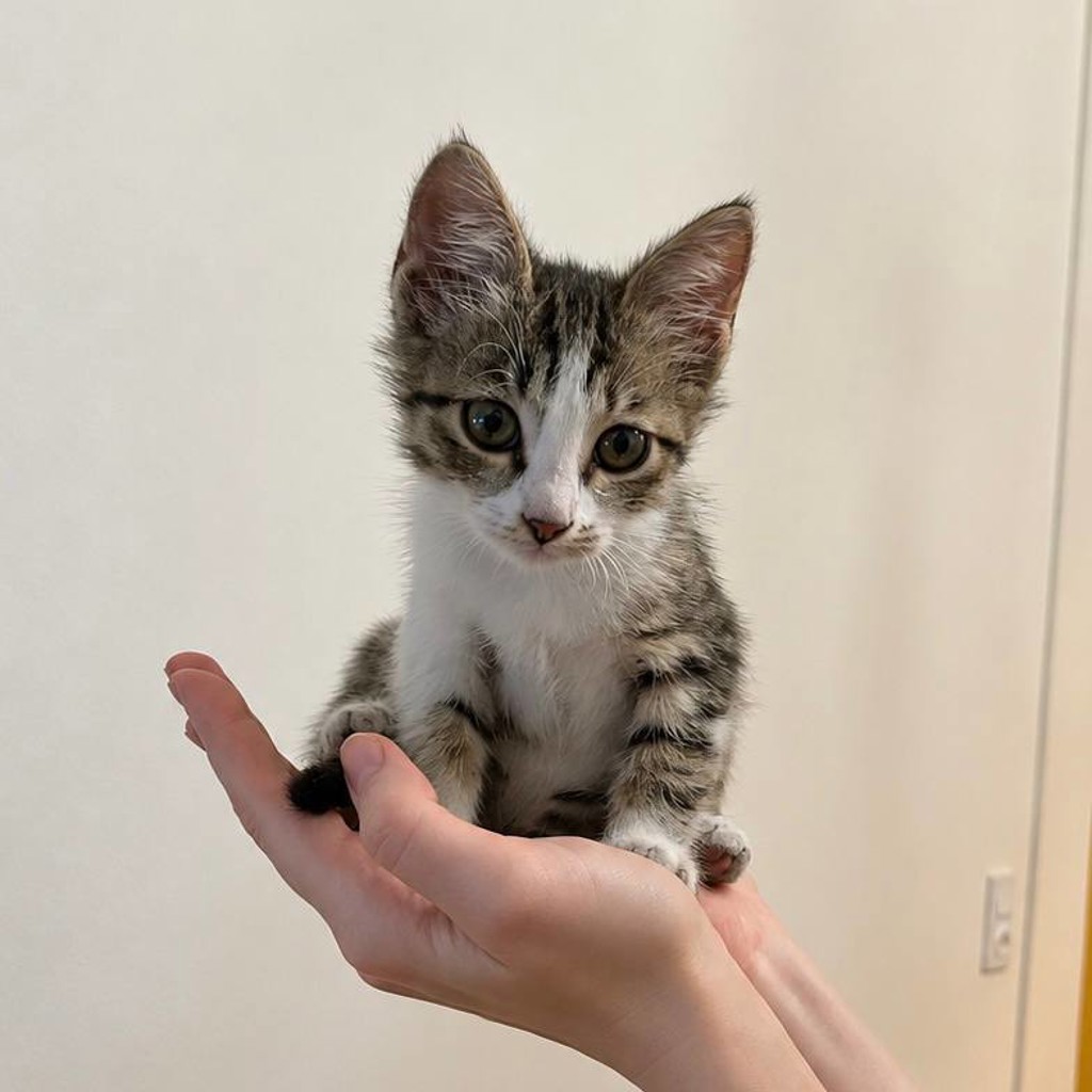 Маленькая кошечка