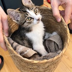 Маленькая кошечка - фото 2