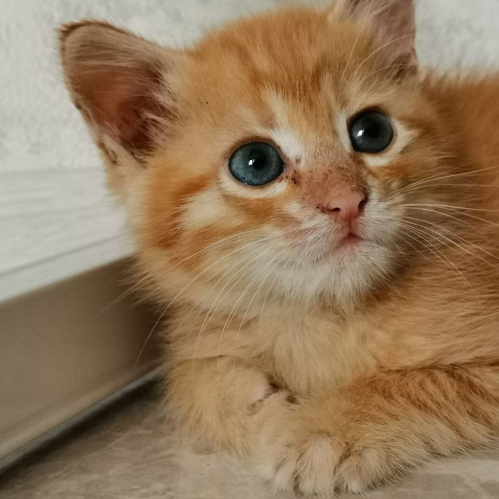Котёнок