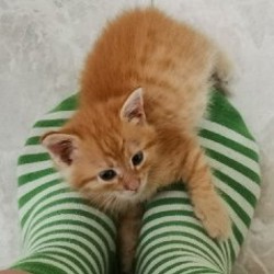 Котёнок - фото 2
