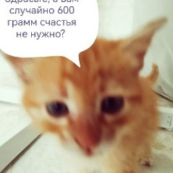 Котёнок - фото 3