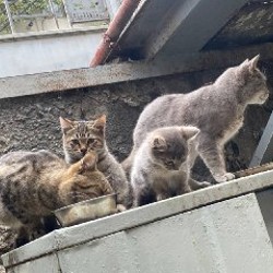 Малышка Френни - фото 3