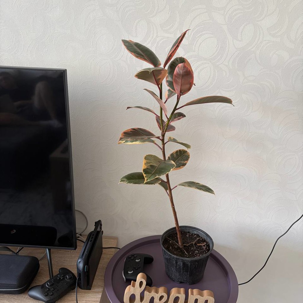 Денежное деревце
