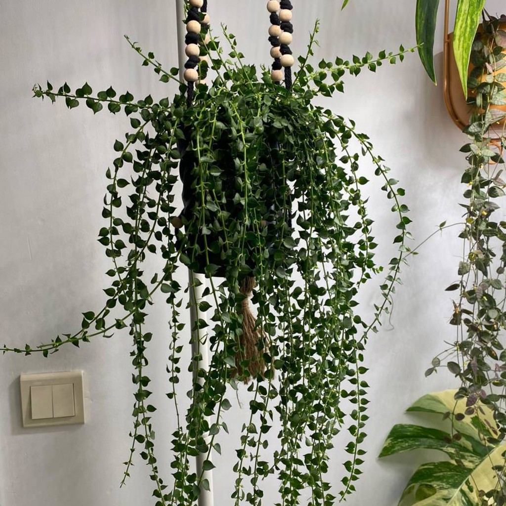 Dichidia Ruscifolia