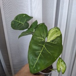 Image 6