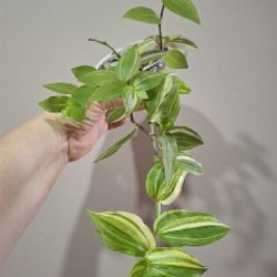 Image 9