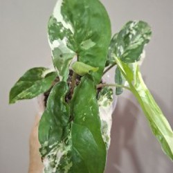Image 7
