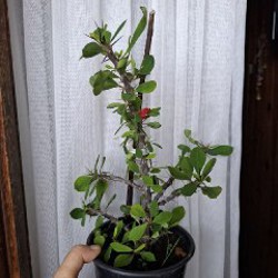 Image 9