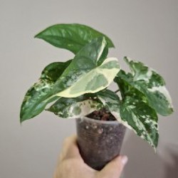 Image 10