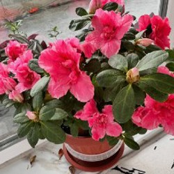 Комнатные растения - фото 7