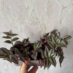 Комнатные растения - фото 10