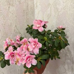 Авокадо - фото 3