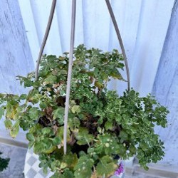 Авокадо - фото 7