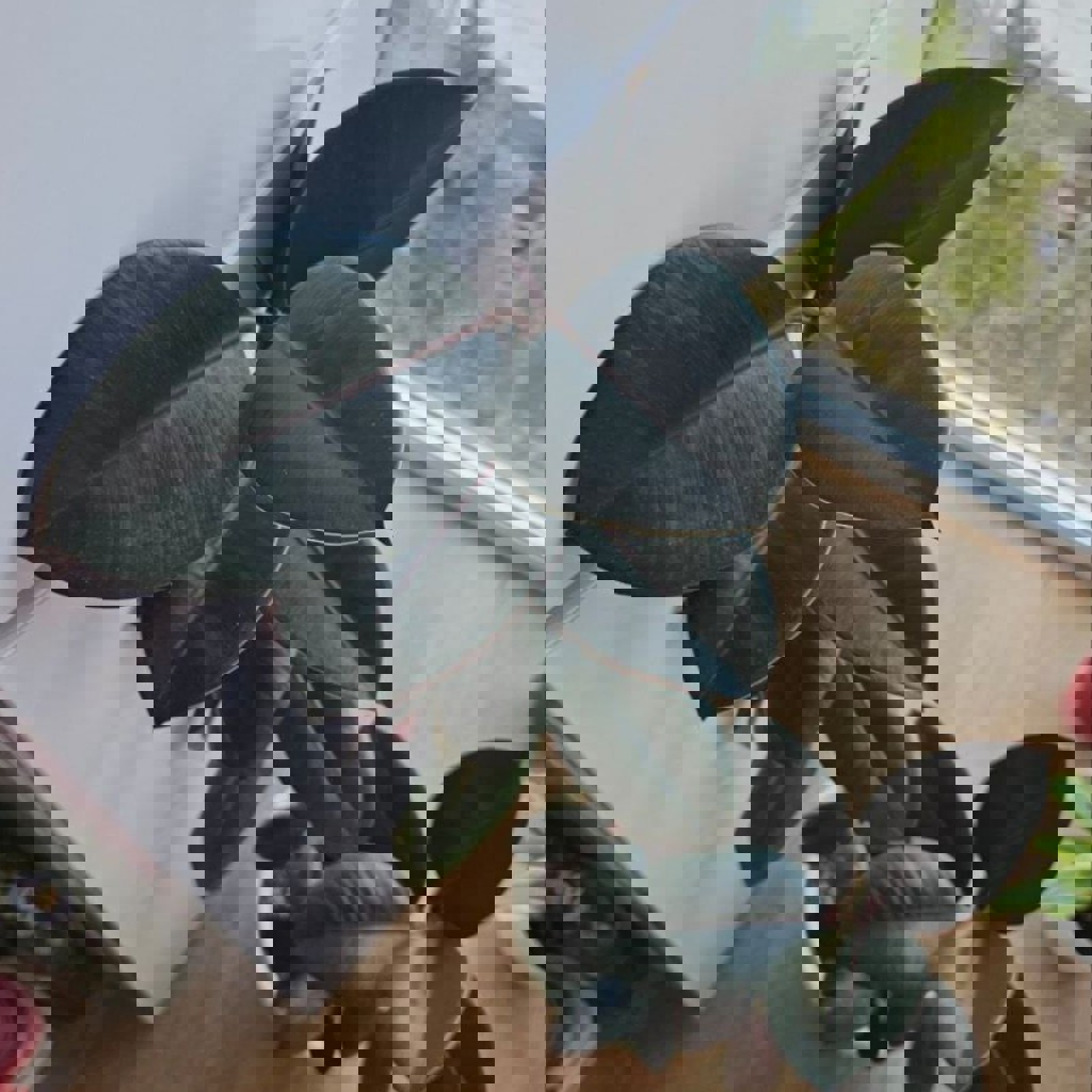 Фикус эластика