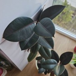 Фикус эластика - фото 1