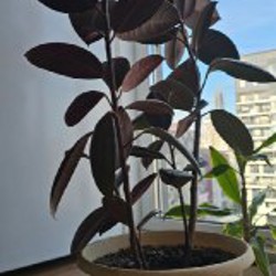 Фикус эластика - фото 2