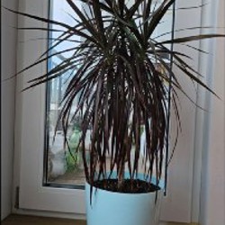 Фикус эластика - фото 3