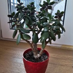 Фикус эластика - фото 4