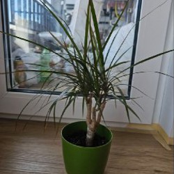 Фикус эластика - фото 5