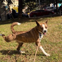 Шайя - фото 2