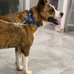 Шайя - фото 5