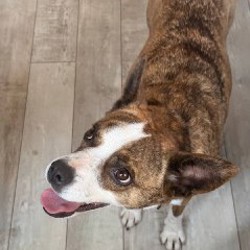 Шайя - фото 6