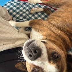 Шайя - фото 7