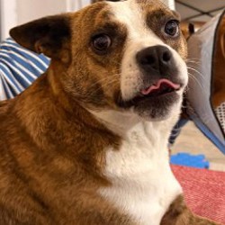 Шайя - фото 8