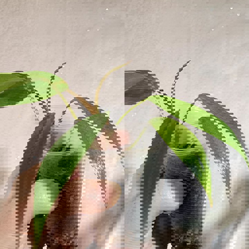 Сциндапсус Неон