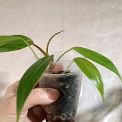 Сциндапсус Неон - фото 1