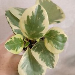 Сциндапсус Неон - фото 2