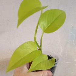 Сциндапсус Неон - фото 3