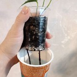 Сциндапсус Неон - фото 4