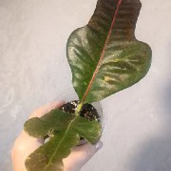 Сциндапсус Неон - фото 5