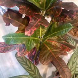 Сциндапсус Неон - фото 6