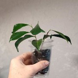 Сциндапсус Неон - фото 8