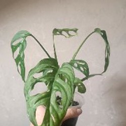 Сциндапсус Неон - фото 10