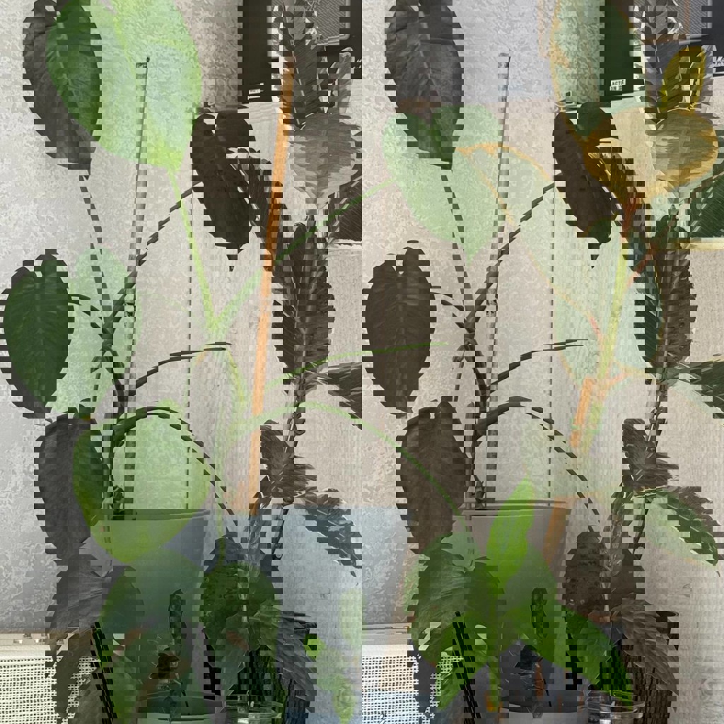 Хлорофитум